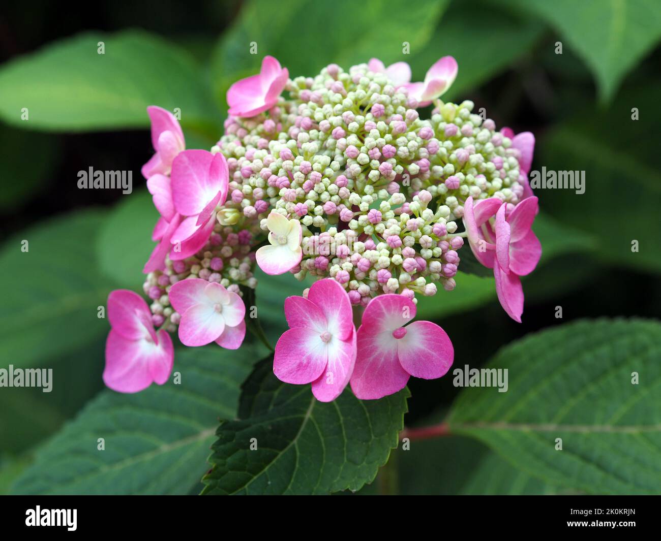 Wonderful pink and white flowers and buds of a hydrangea (Hydrangea macrophylla) in a garden in Ottawa, ON, Canada. Stock Photo