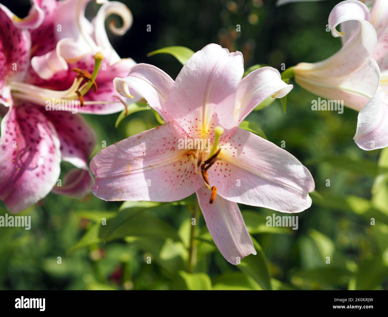 Fantastic pale pink lily (Lilium candidum) in a garden in Ottawa, ON, Canada. Stock Photo