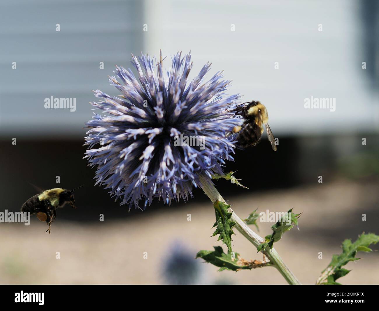 Two bumble bees collecting pollen from a globe thistle (Echinops ritro) in a garden in Ottawa, Ontario, Canada. Stock Photo
