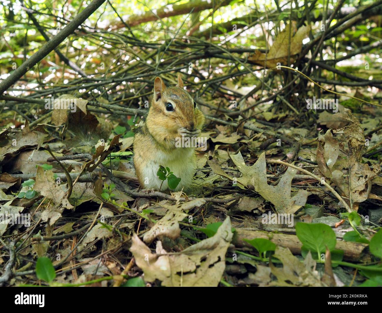 A very camouflaged and very cute eastern chipmunk (Tamias striatus) sitting in the leaf litter, eating seeds. Stock Photo