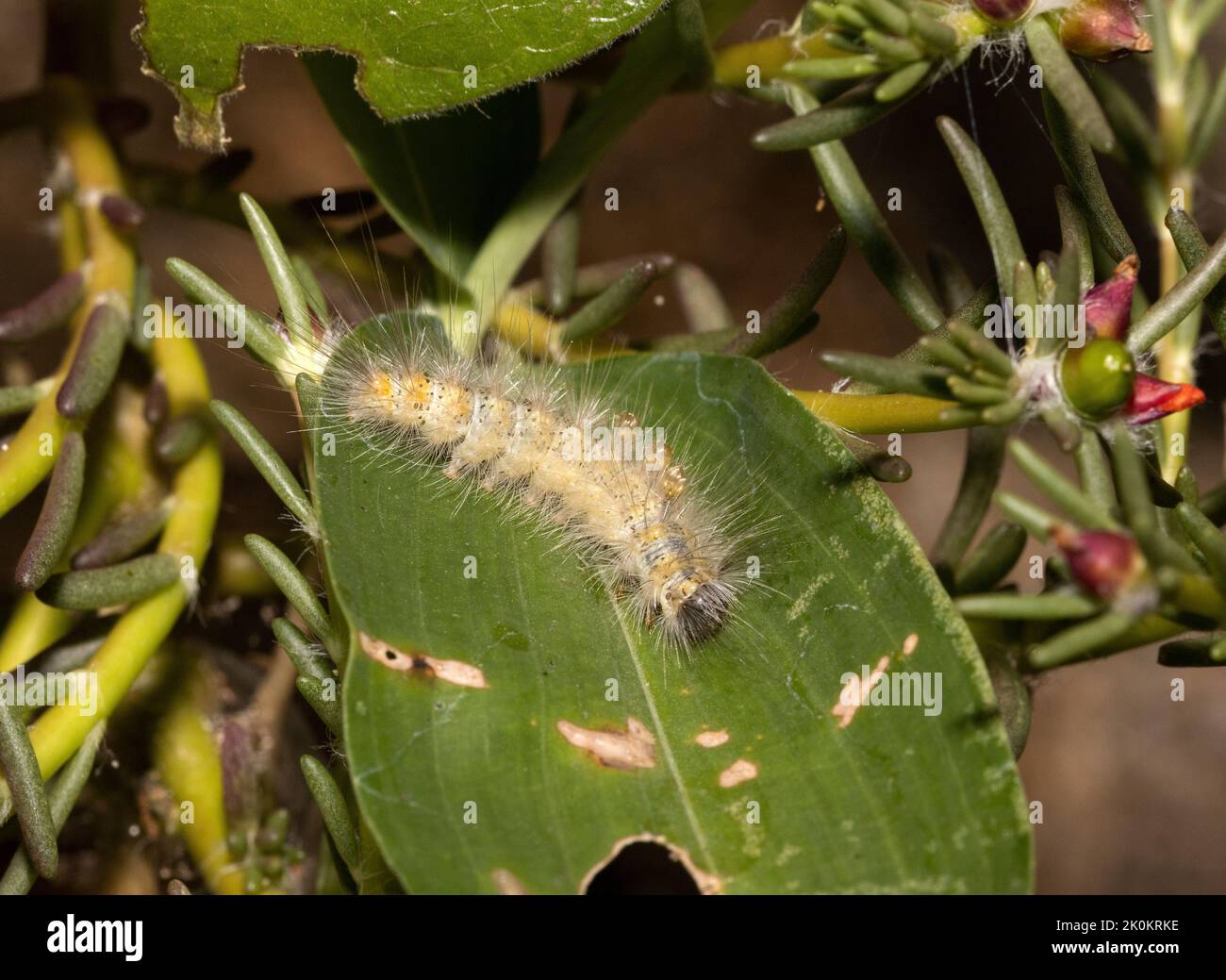 There are many species of parasitic wasps that specialise in laying ...