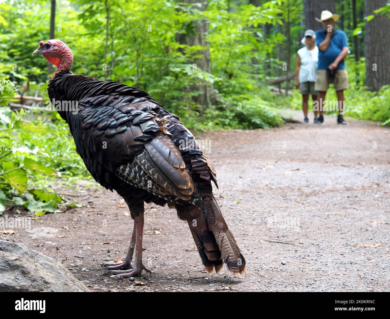 Eastern wild turkey (Meleagris gallopavo) on a nature trail with two hikers observing. Ottawa, ON, Canada. Stock Photo