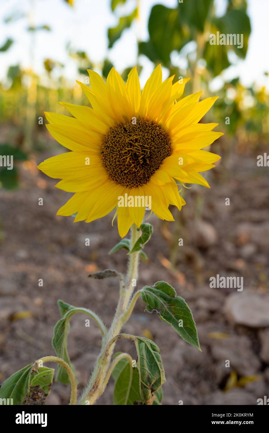 giant flowers, annual, sunflower, blooming, sunny, garden., helianthus
