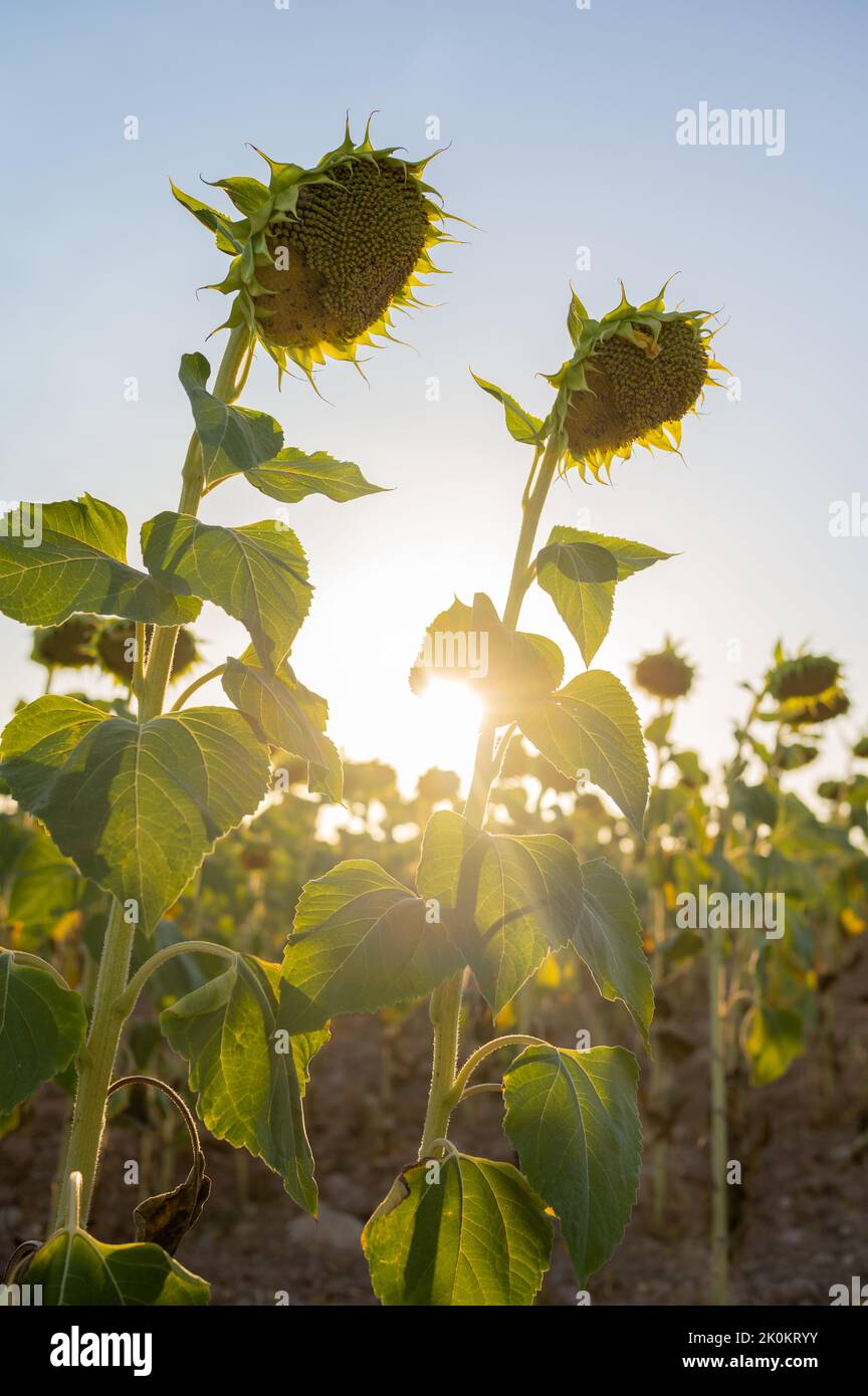 Beautiful yellow sunflowers. A couple of sunflowers in a farm field ...