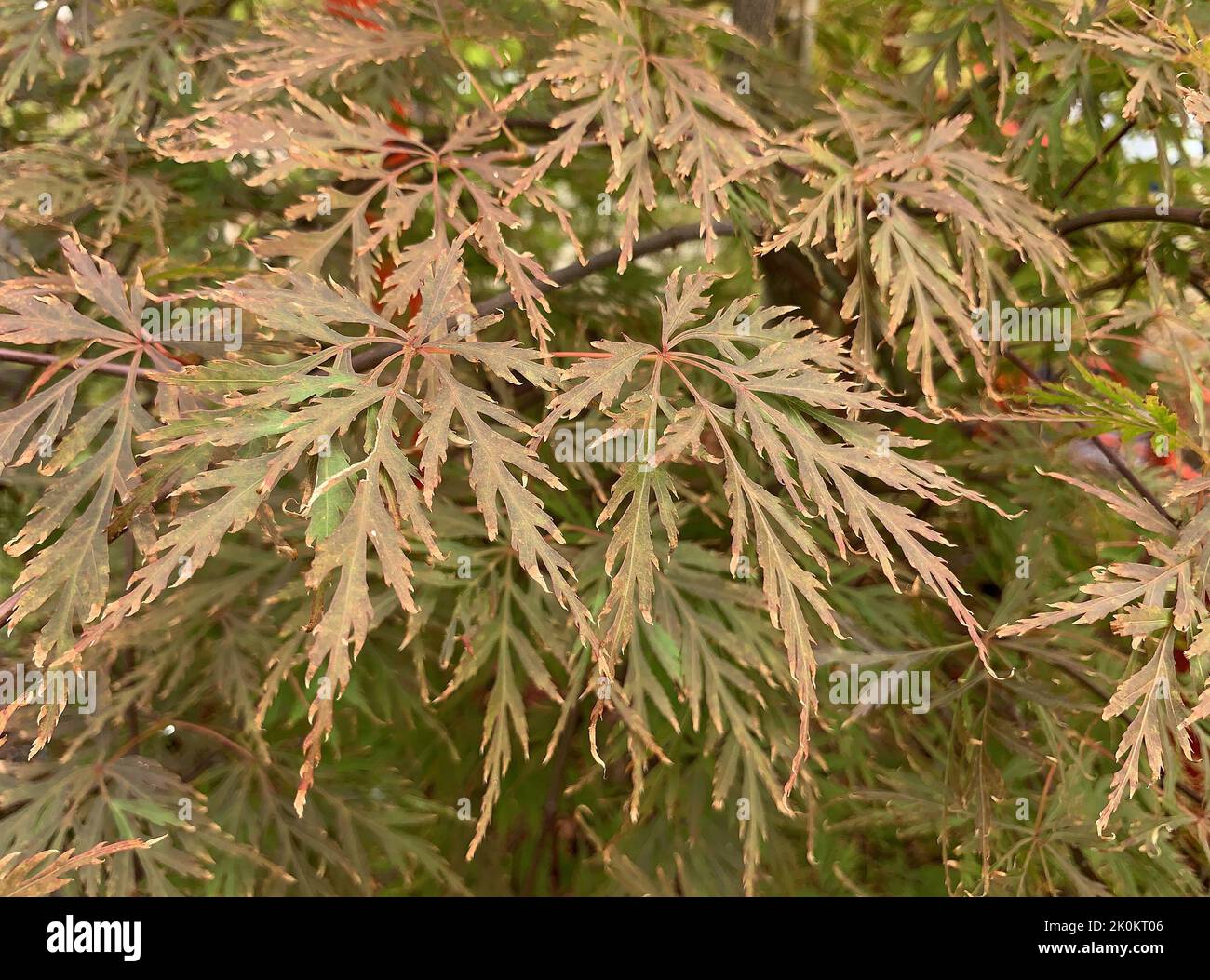 Close up of the Acer palmatum orangeola seen in the garden in the UK in late summer. Stock Photo