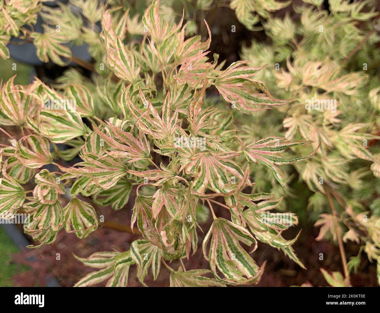 Acer palmatum higasayama hi-res stock photography and images - Alamy