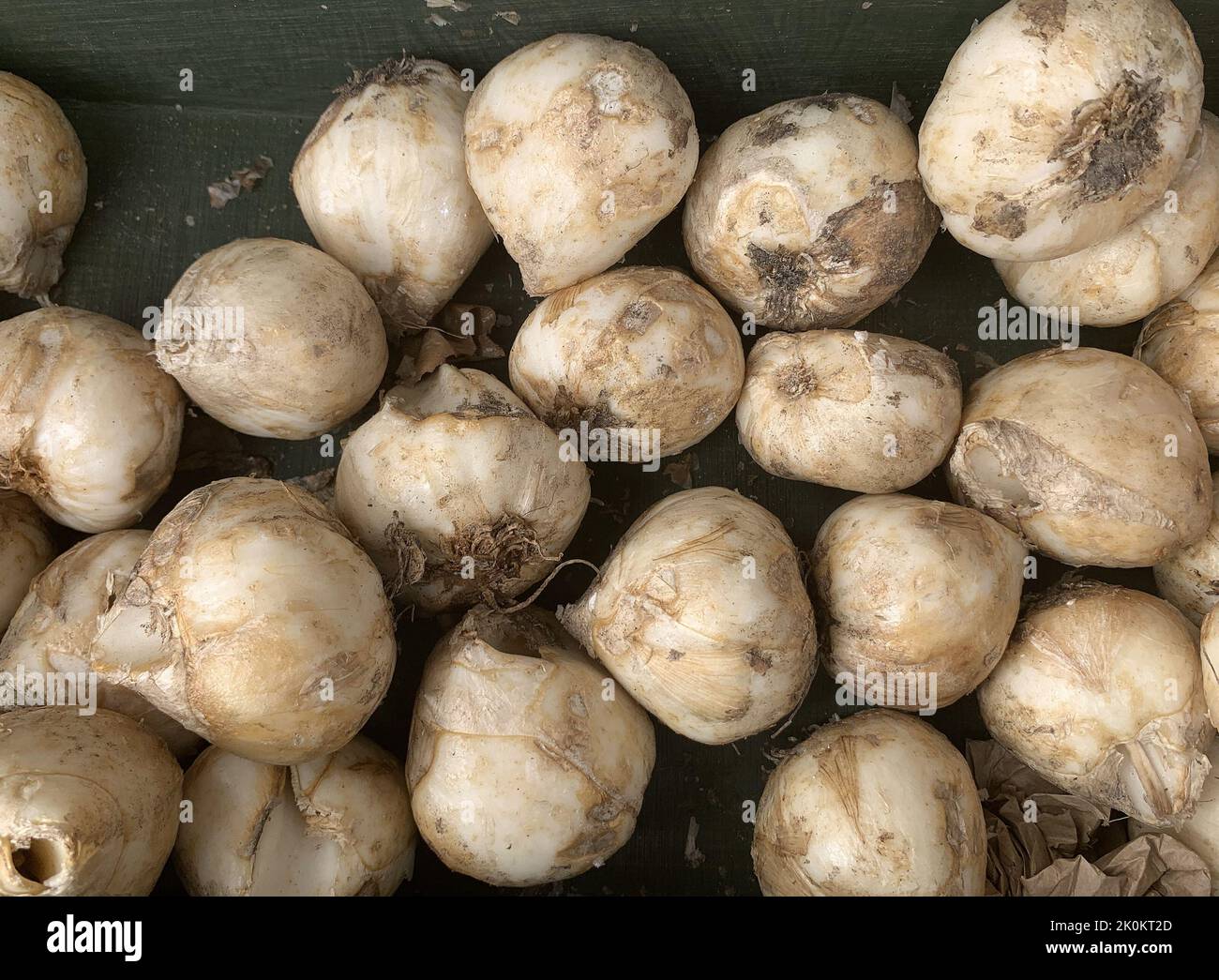 Close up of Fritillaria persica bulbs seen in late summer and autumn before planting. Stock Photo