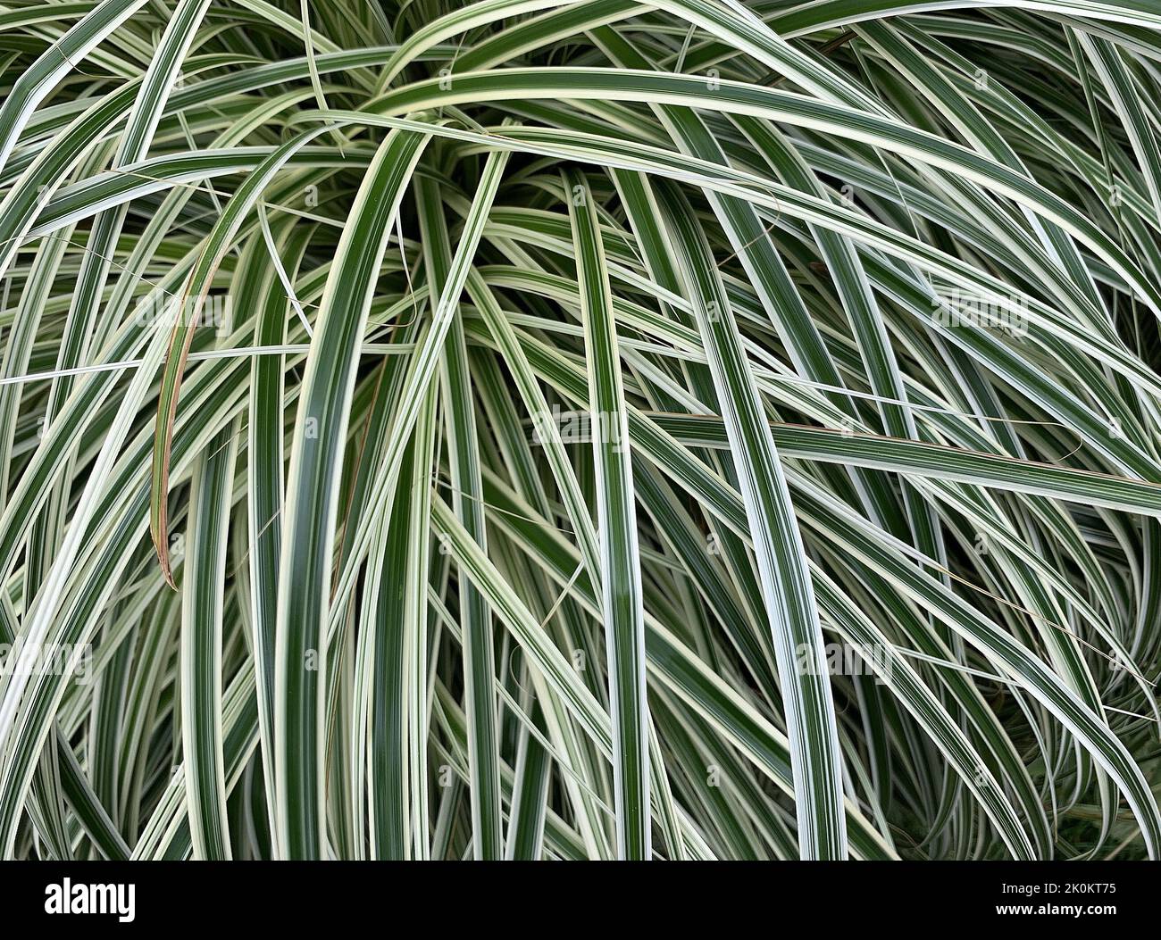 Close up of the ornamental  Carex Feather Falls seen outdoors in the garden in the UK in summer. Stock Photo