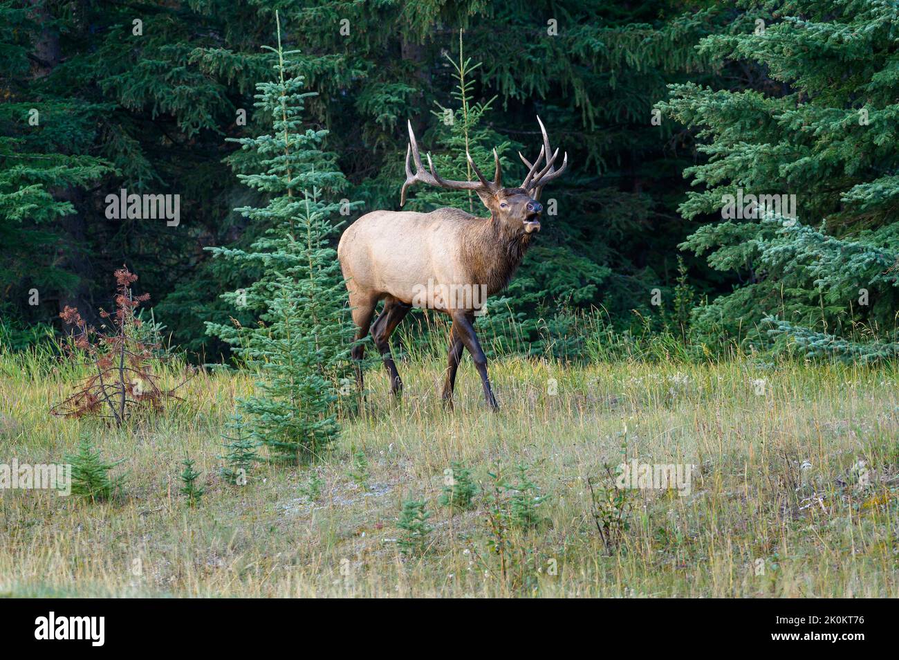 A large bull elk wapiti bugling along the edge of the bush. Stock Photo