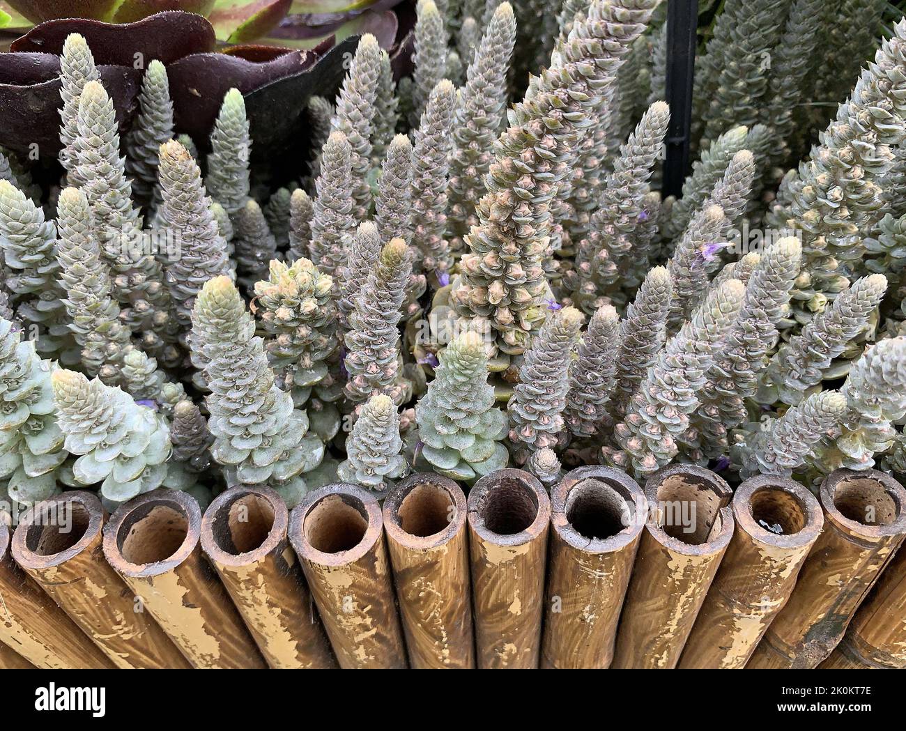 Close up of the unusual garden plant orostachys iwarenge chinese hat seen outdoors in the UK in summer. Stock Photo