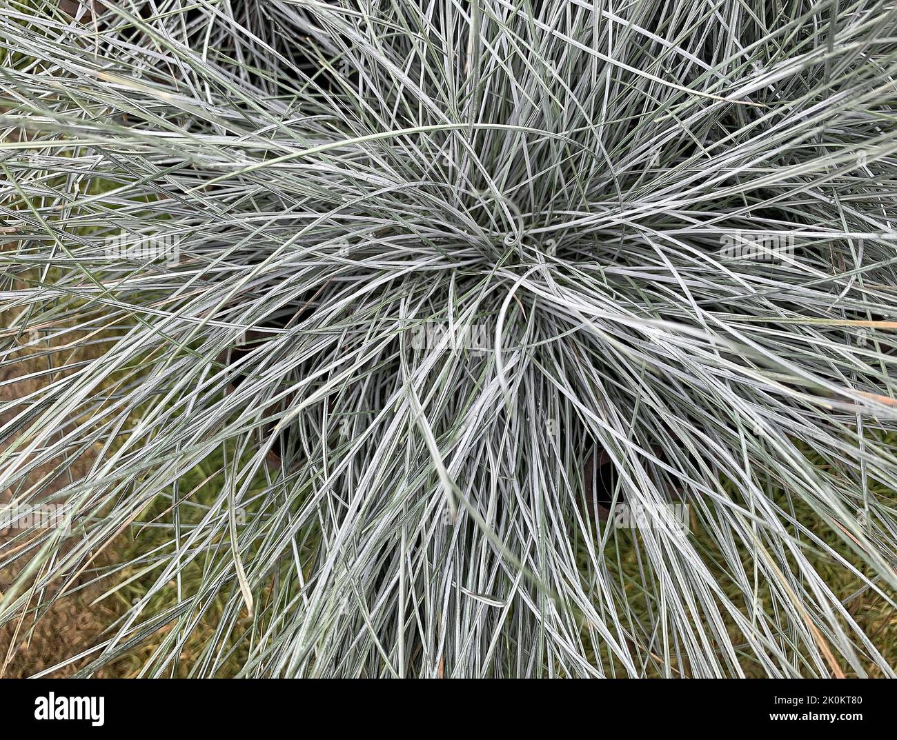 Close up of the ornamental grass Festuca glauca intense blue seen outdoors in the garden in the UK in summer. Stock Photo