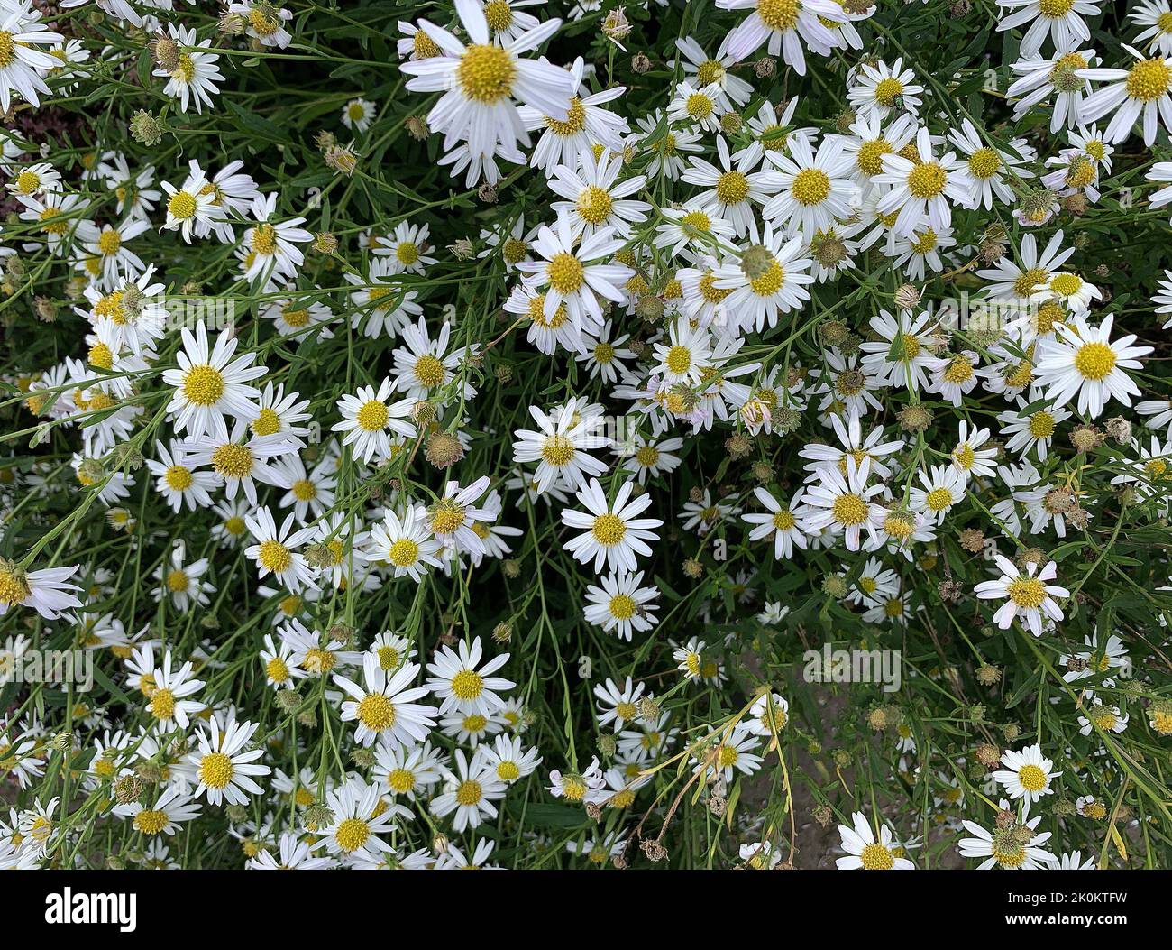 Close up of the garden plant kalimeris incisa alba seen outdoors in the UK in summer. Stock Photo