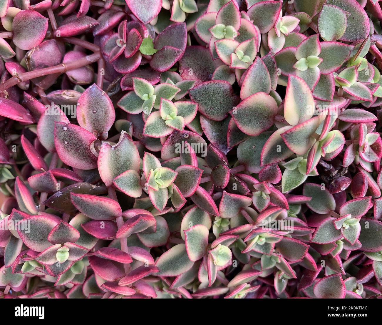 Close up of the garden succulent crassula marginata variegata seen outdoors  in the UK in summer Stock Photo - Alamy