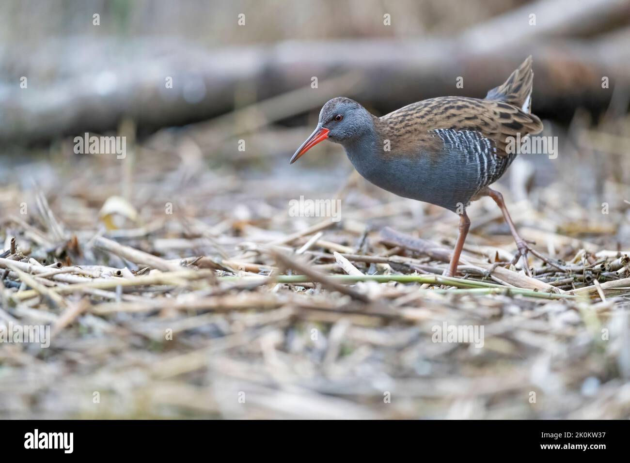 Water Rail - adult bird in a wetland Stock Photo - Alamy