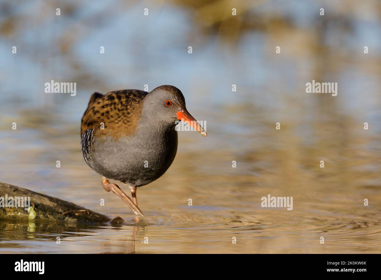 Water Rail - adult bird in a wetland Stock Photo - Alamy