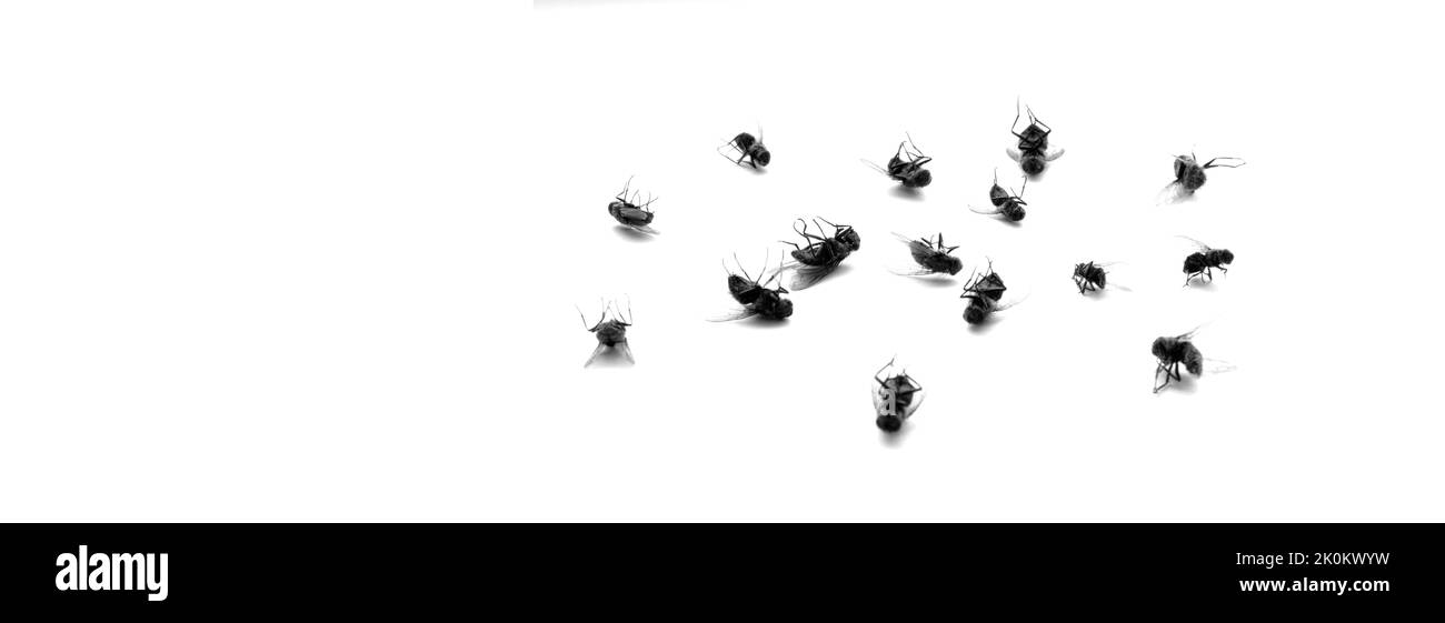 Many dead flies isolated on white background Stock Photo