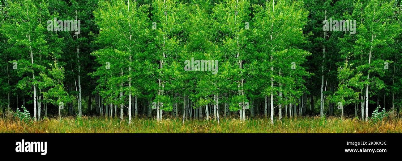 Aspen Trees With White Trunks During Summer Lush Green Forest Aspen trees with white trunks during summer lush green forest