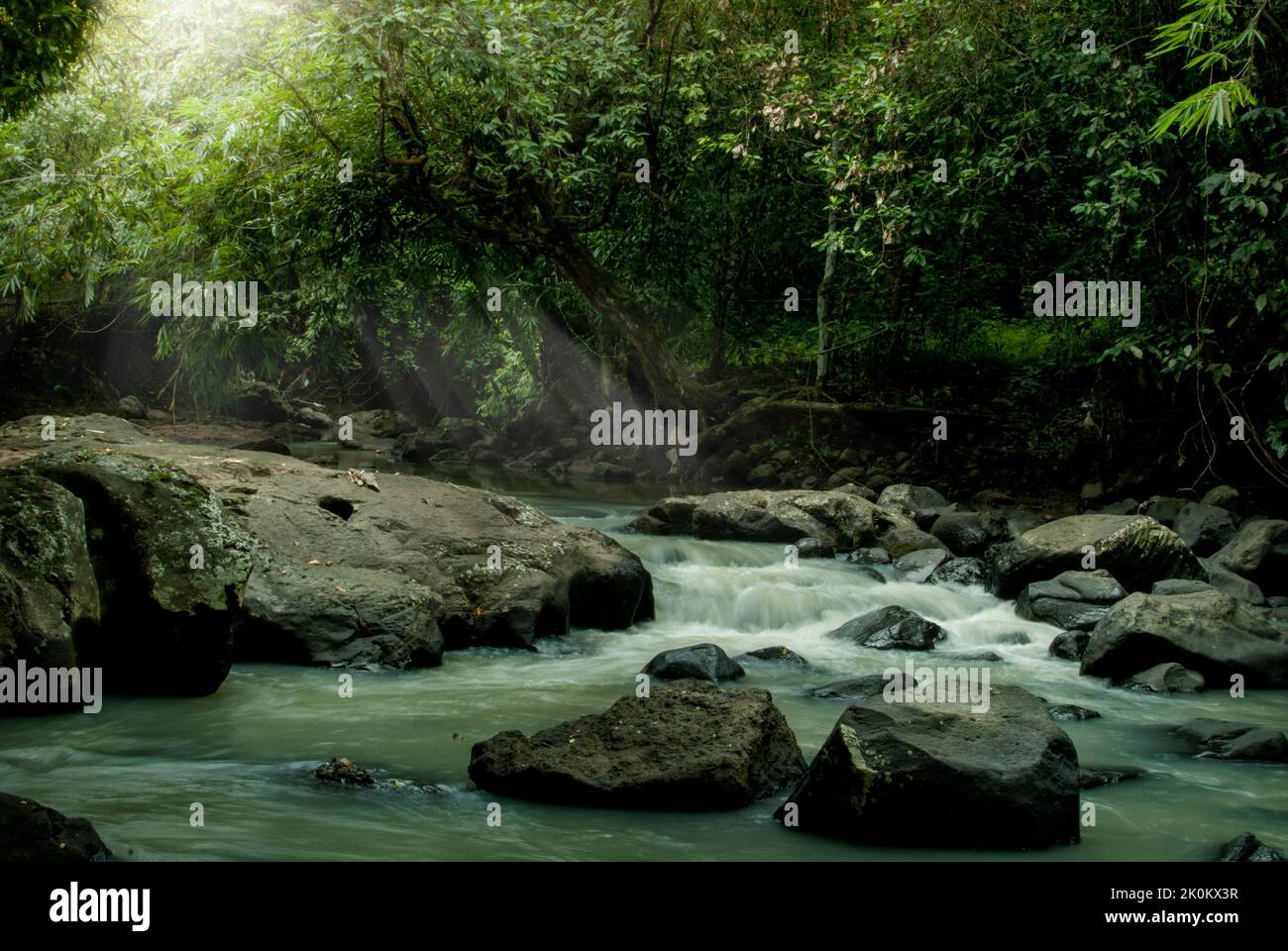 Dense tropical forest water hi-res stock photography and images - Alamy