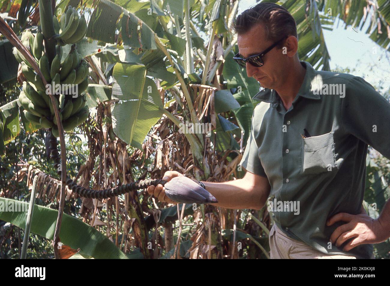 1970, historical, man holding a plantin plant in garden, Zelaine Hills, Barbadous. Stock Photo