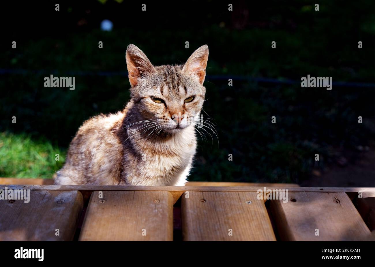 Close-up of grumpy striped young cat sitting outside. Stock Photo