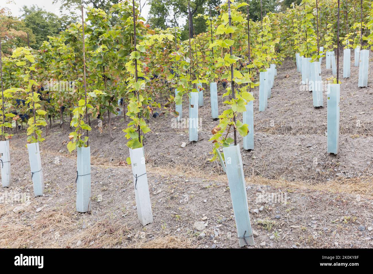 Rows of young trained grape vines on iron support pole covered with protective plastic tree guards in vineyard. Fall season, harvest time. Winegrowing, viniculture concept. Selective focus Stock Photo