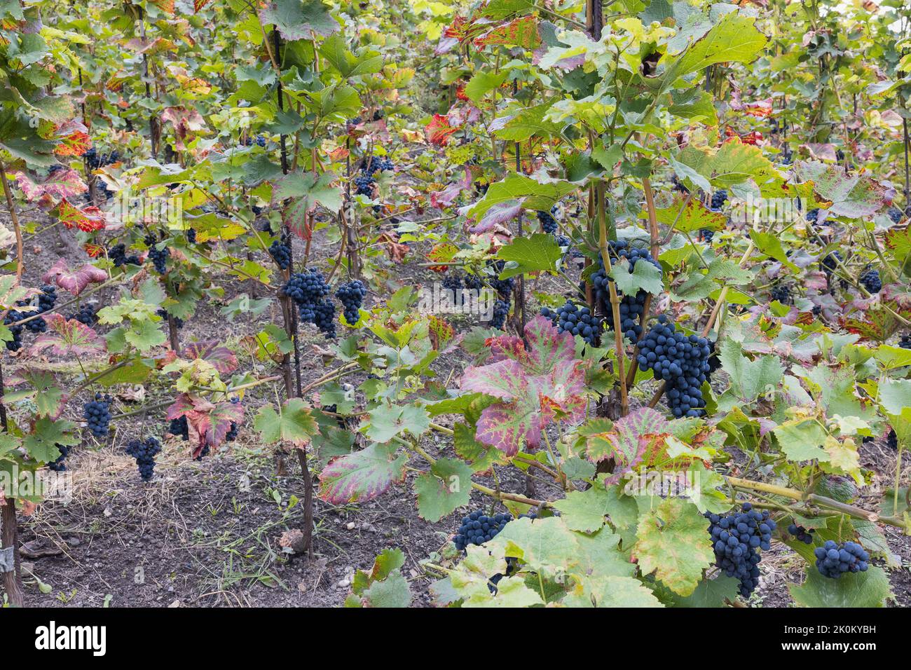 Blue ripe partially dried grapes and leaves in vineyard. Fall season ...