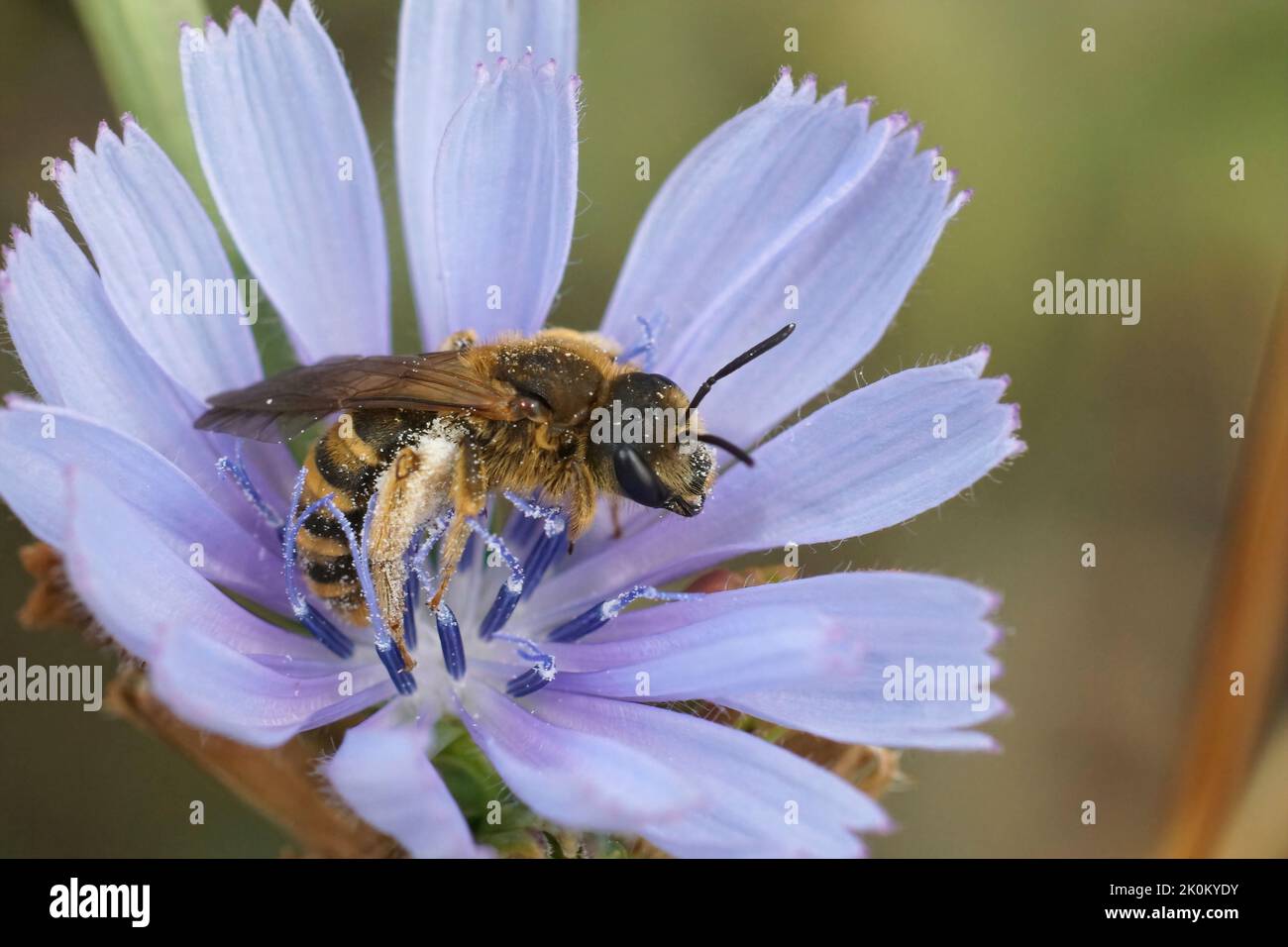 Closeup on a female Great banded furrow bee, Halictus scabiosae sitting in a blue Wild chicory flower , Cichorium intybus Stock Photo