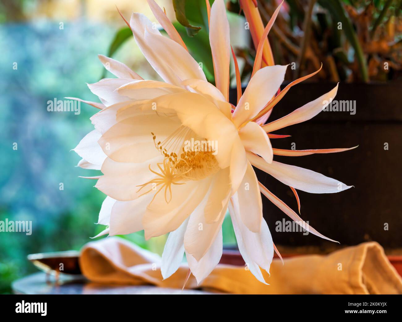 Queen of the Night (Epiphyllum oxypetalum) flower only blooms at night