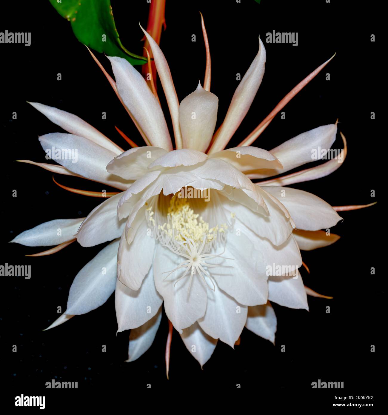Queen of the Night (Epiphyllum oxypetalum) flower only blooms at night