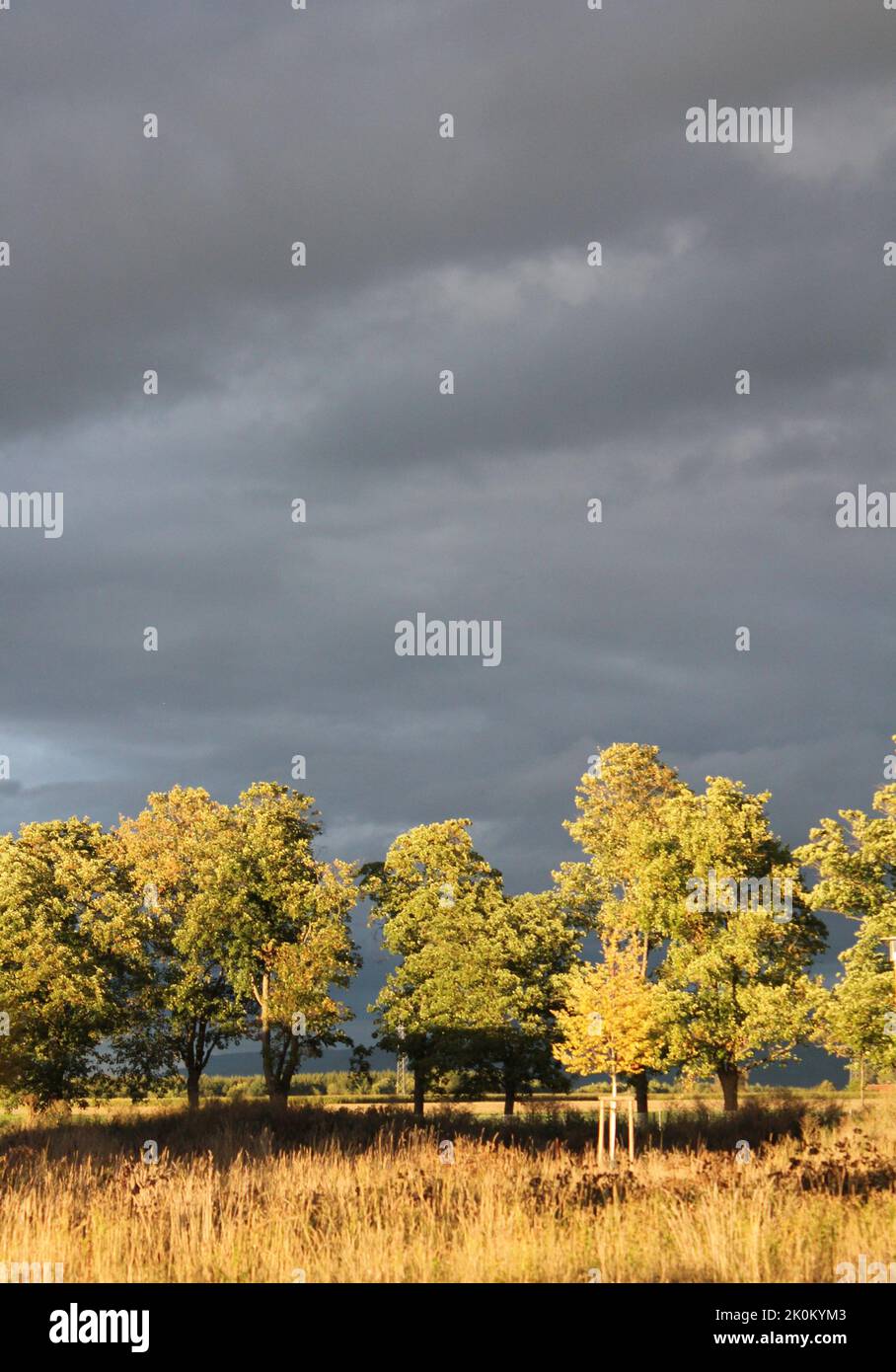 Bäume vor Gewitterwolken Stock Photo