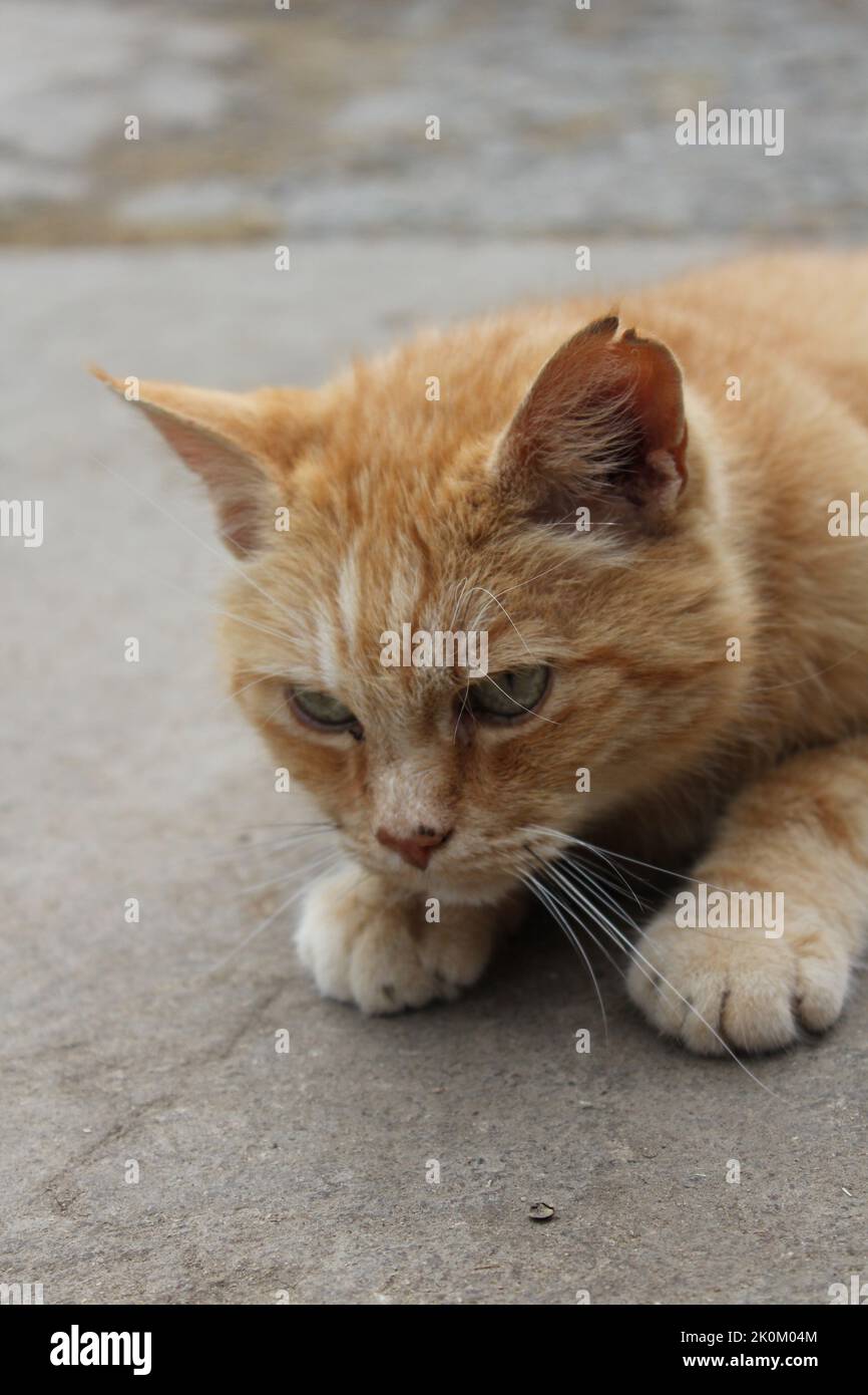 Lauernde rote Katze Stock Photo