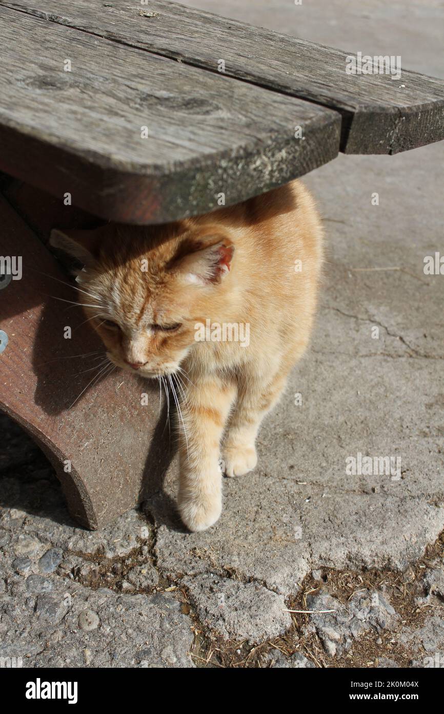 Rote Katze unter Holzbank Stock Photo