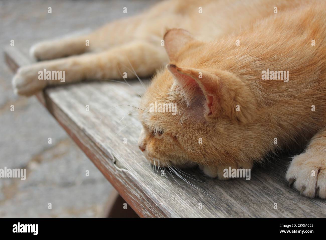 liegende Katze auf Holzbank Stock Photo