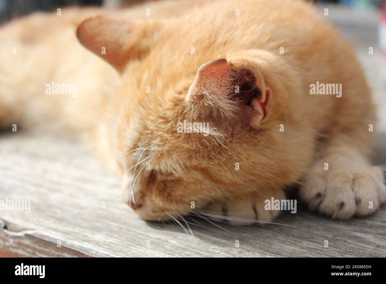 schlafende Katze auf Holzbank Stock Photo