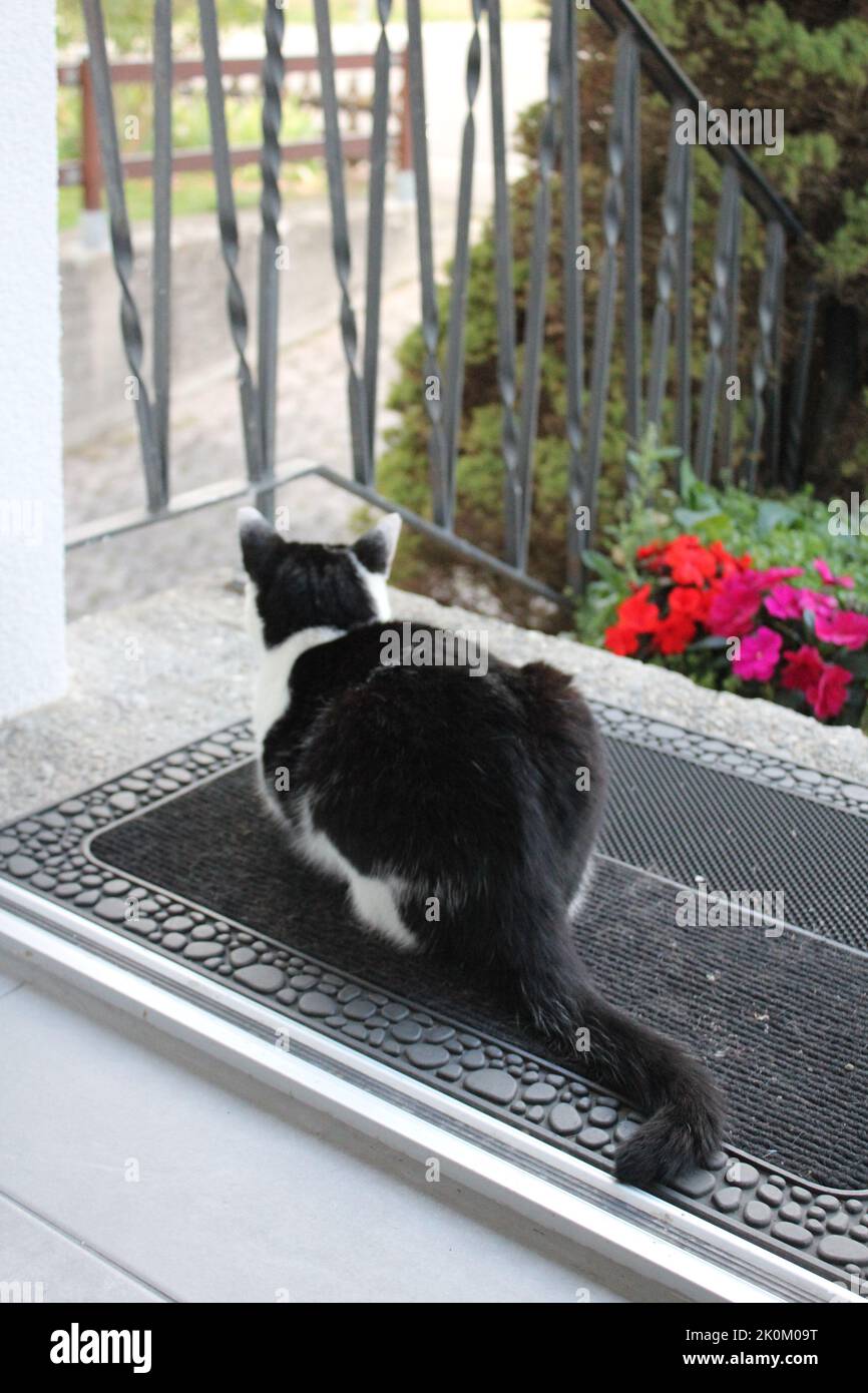schwarz-weiße Katze vor Eingangstür Stock Photo