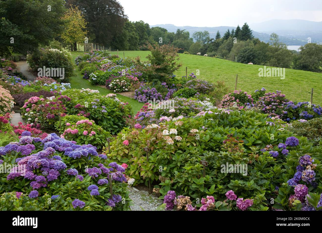 The national collection of Hydrangea at Holehird Gardens. Windermere, Lake District, Cumbria, England, UK Stock Photo
