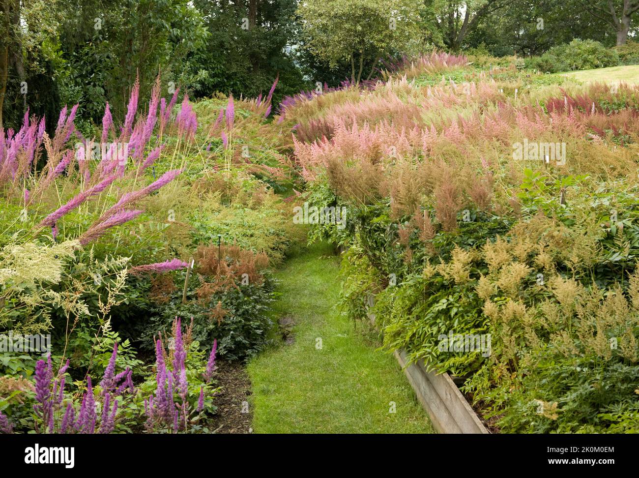 the national Astilbe plant collection at Holehird Gardens. Windermere, Lake District, Cumbria, England, UK Stock Photo