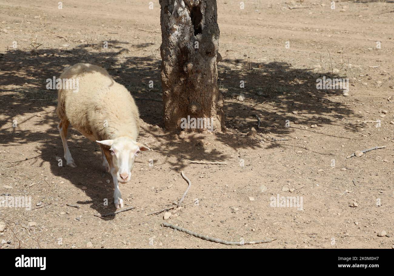 12 September 2022, Spain, Búger: A sheep rests in the shade of a fig tree during a heat wave and a yellow emergency warning for high temperatures after a summer of record highs. Photo: Clara Margais/dpa Stock Photo