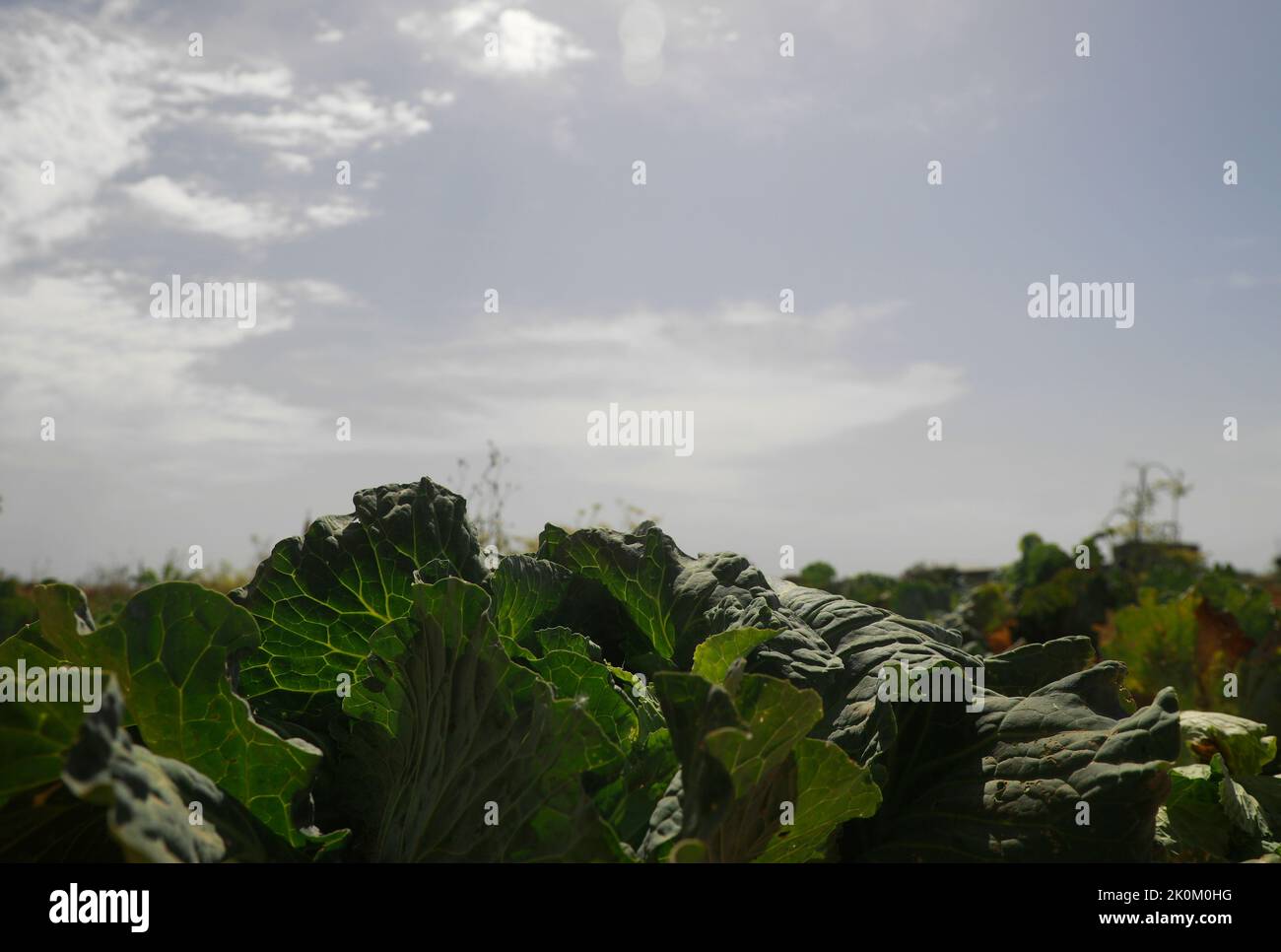 12 September 2022, Spain, Búger: A cabbage patch during a heat wave and a yellow emergency warning for high temperatures after a summer of record highs. Photo: Clara Margais/dpa Stock Photo