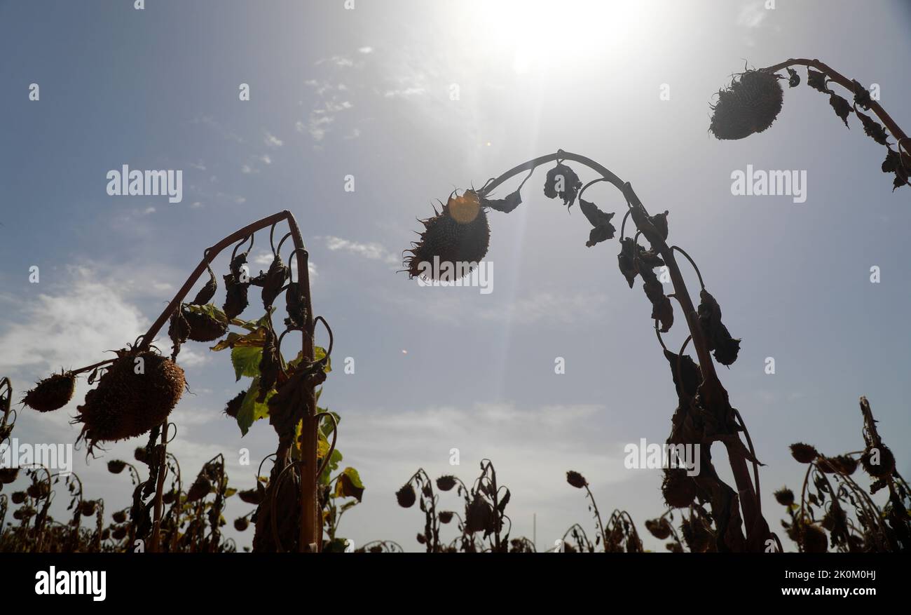 12 September 2022, Spain, Búger: A field of half-dried sunflowers in a field during a heat wave and a yellow emergency warning for high temperatures after a summer of record highs. Photo: Clara Margais/dpa Stock Photo