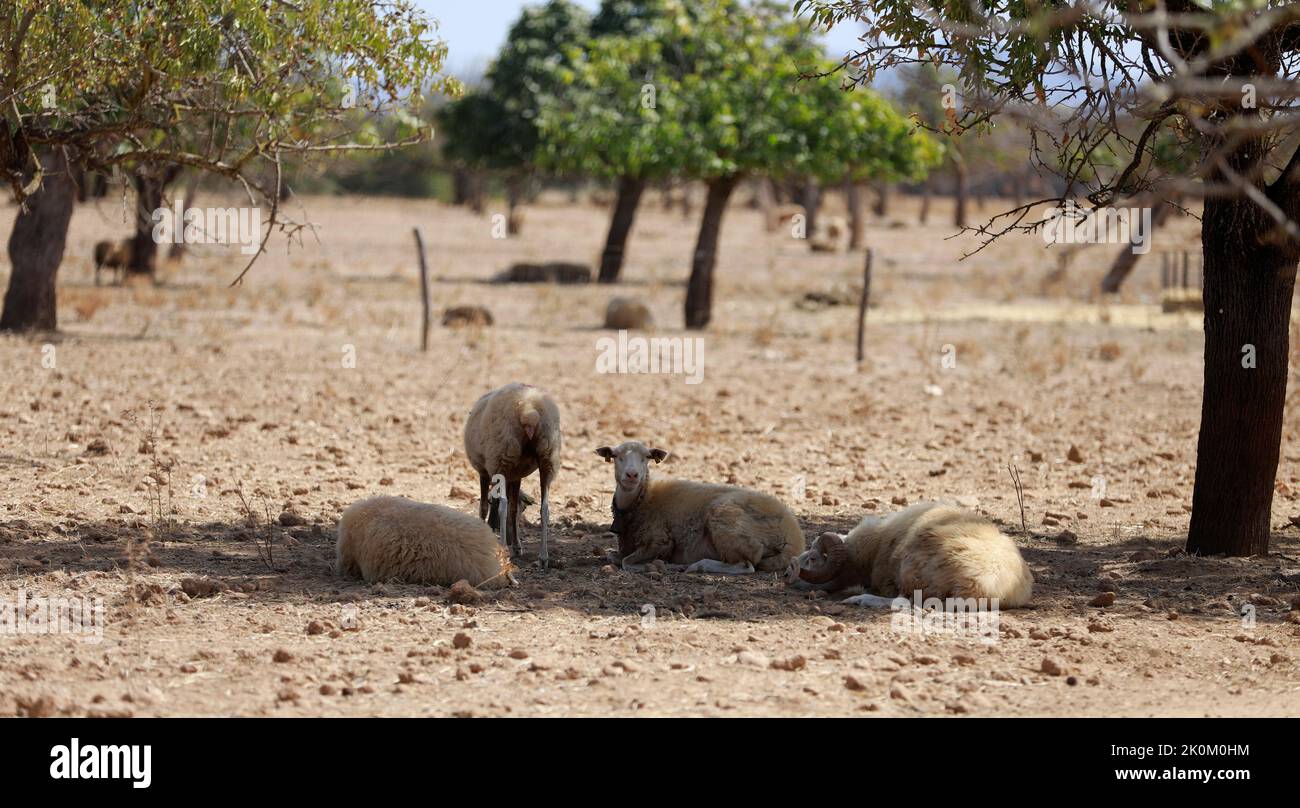 12 September 2022, Spain, Búger: A flock of sheep rests in the shade of a fig tree during a heat wave and a yellow emergency warning for high temperatures after a summer of record highs. Photo: Clara Margais/dpa Stock Photo