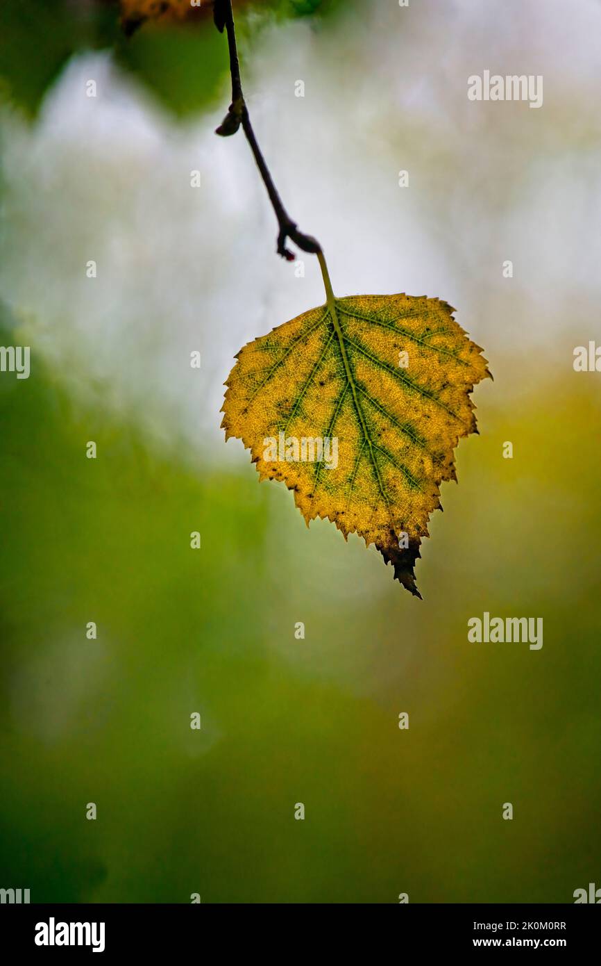 Concept of autumn with single tree leaf changing colour Stock Photo