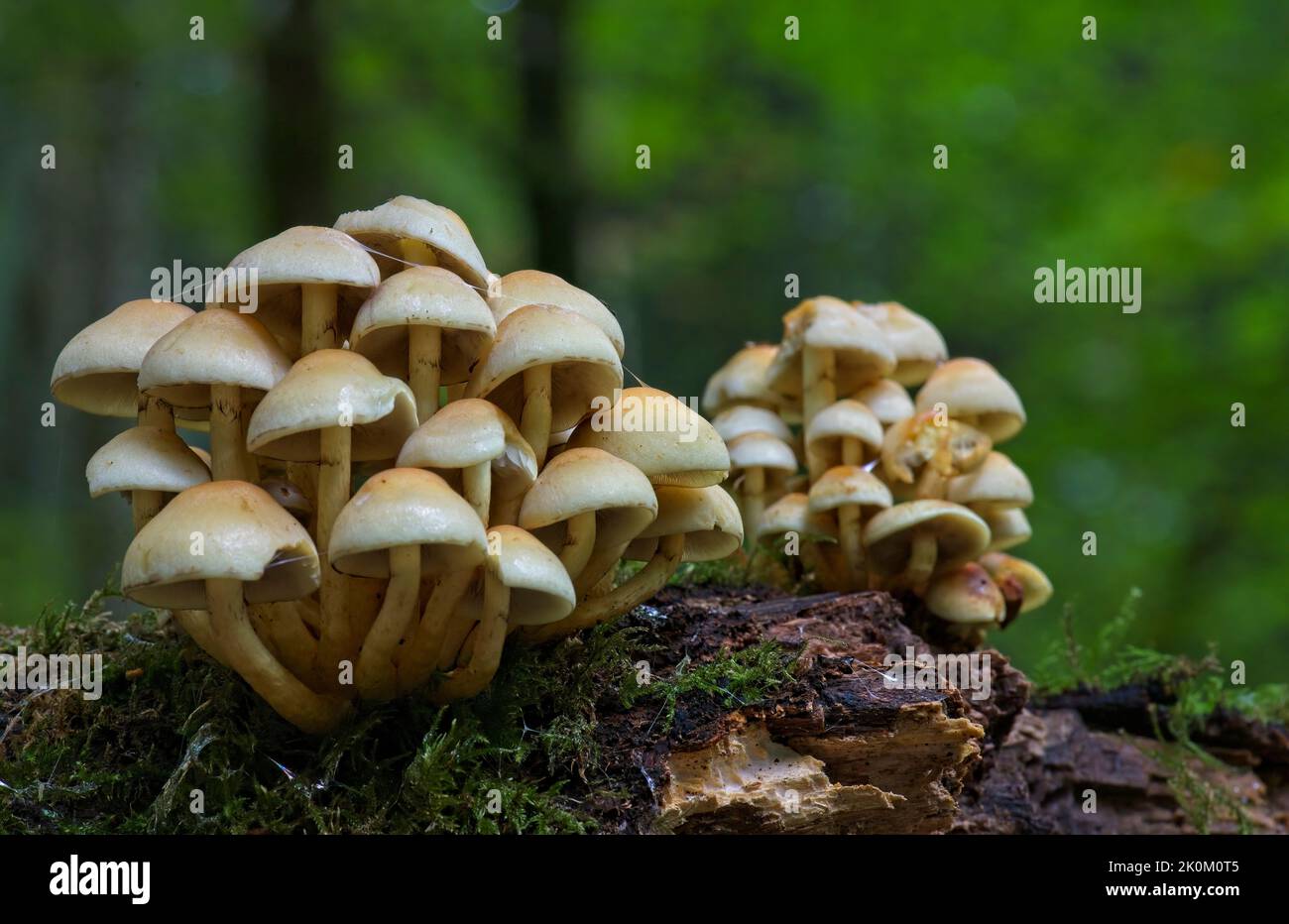 toadstools growing on a forrest floor in a UK autumn Stock Photo