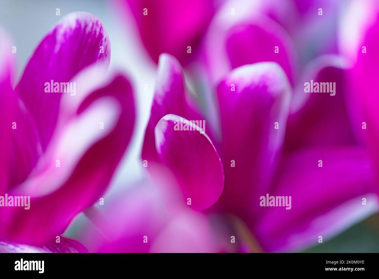 Detail of red Cyclamen flowers Stock Photo