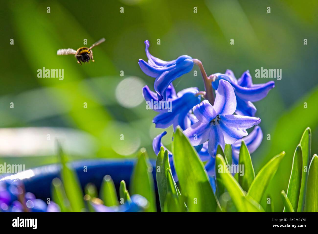 Bee approaching bluebell searching for nectar Stock Photo