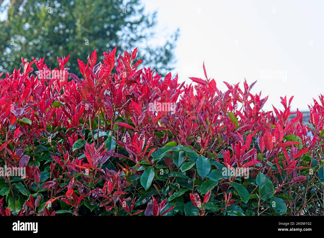 Photinia - red robin -  hedge Stock Photo