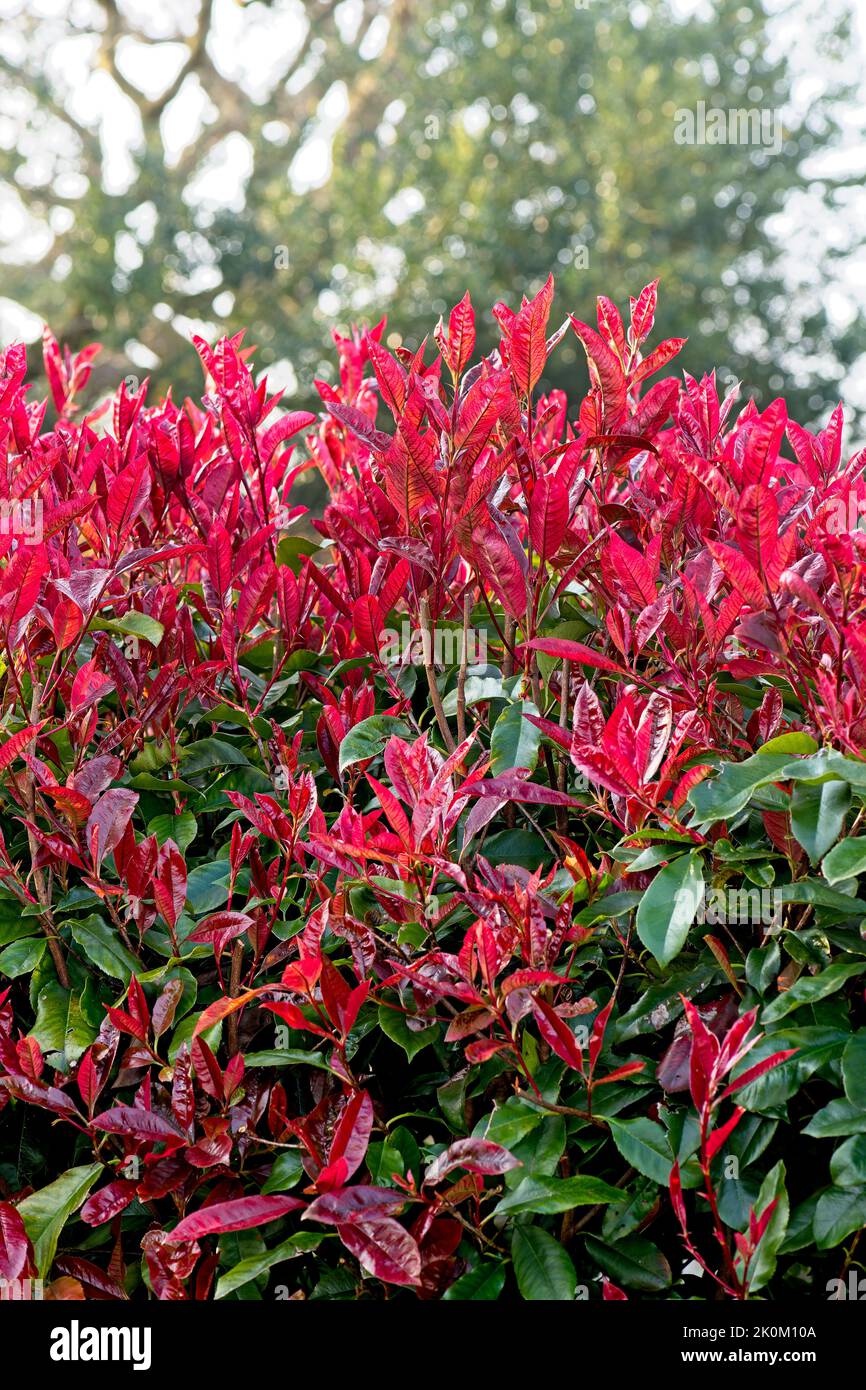 Photinia - red robin - hedge Stock Photo - Alamy