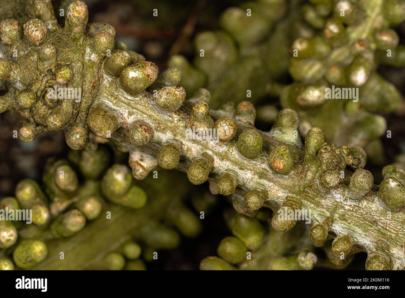 Stem of a Climbing Shrub (Adenia lobata) Stock Photo