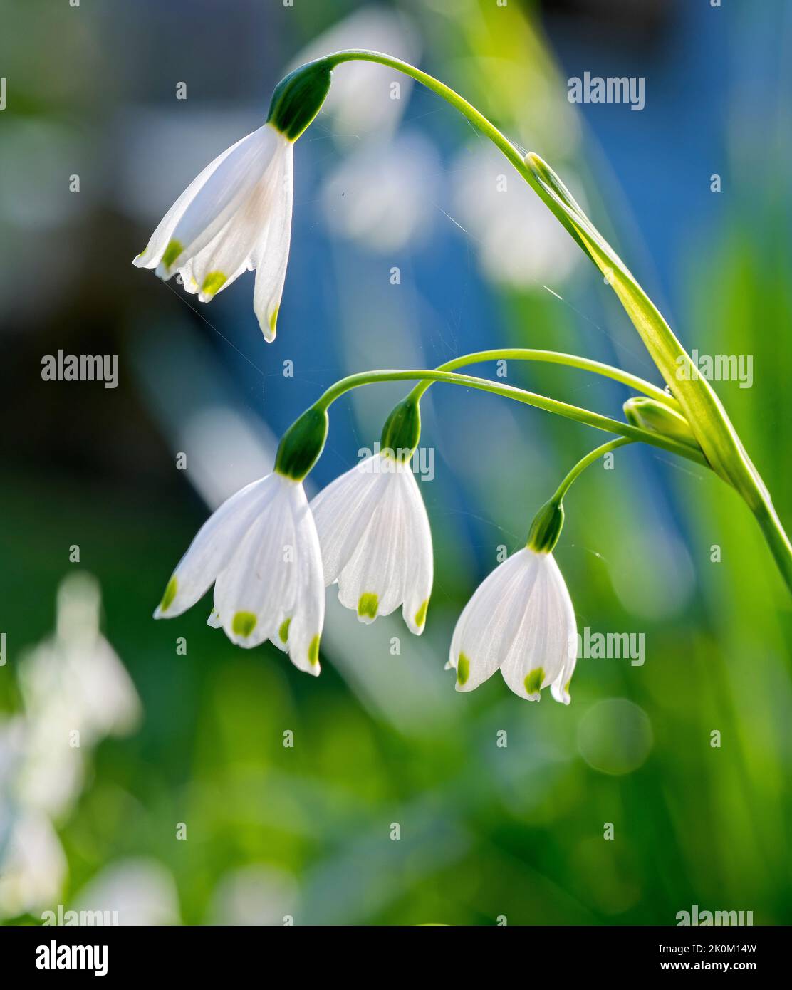 snowdrop flower head Stock Photo