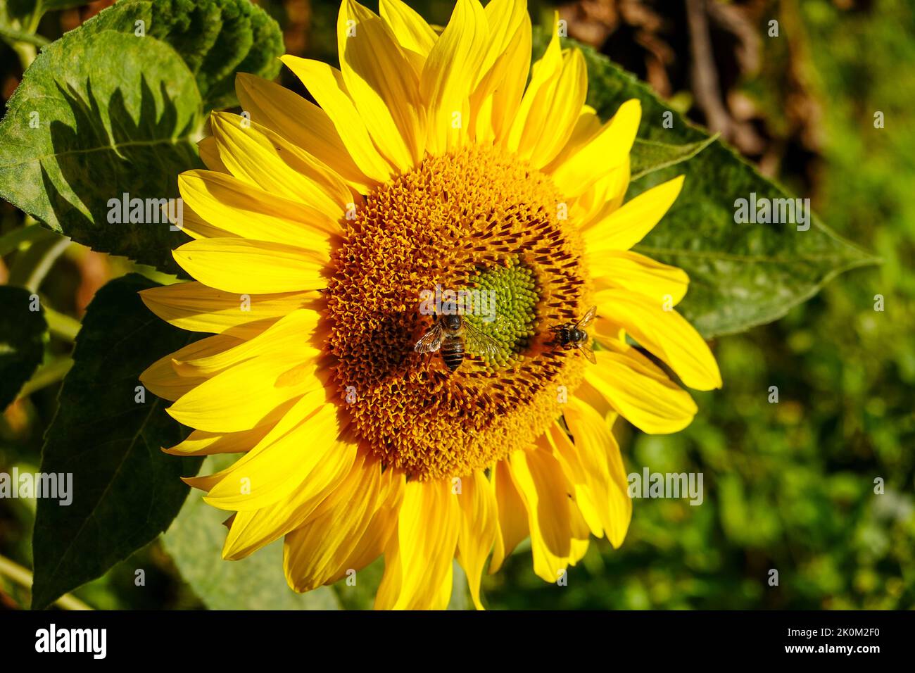 California sunflower, growing in France, with two bees gathering pollen from its center. Stock Photo